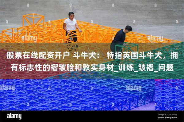 股票在线配资开户 斗牛犬： 特指英国斗牛犬，拥有标志性的褶皱脸和敦实身材_训练_皱褶_问题