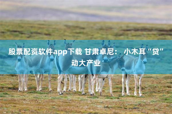 股票配资软件app下载 甘肃卓尼: 小木耳“贷”动大产业